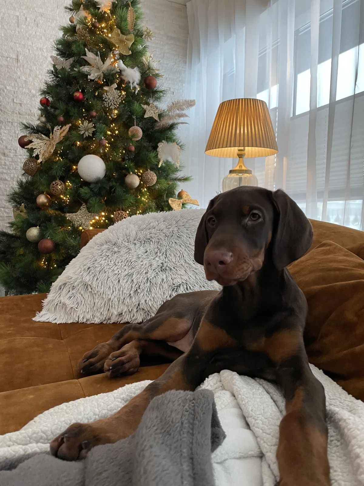 3-kuuseks saav dobermann Revana: «Pildista, pildista, kuni see kuusk veel püsti on!»