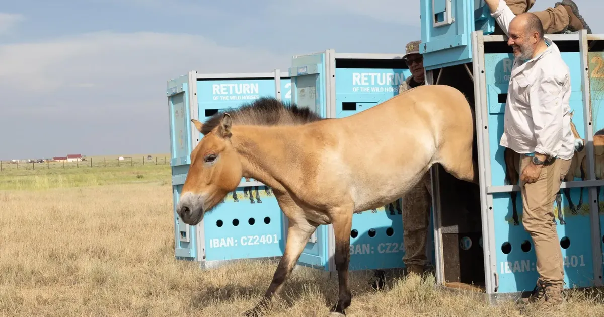 Caii sălbatici ai lui Przewalski s-au întors pe pajiștile din Kazahstan după secole