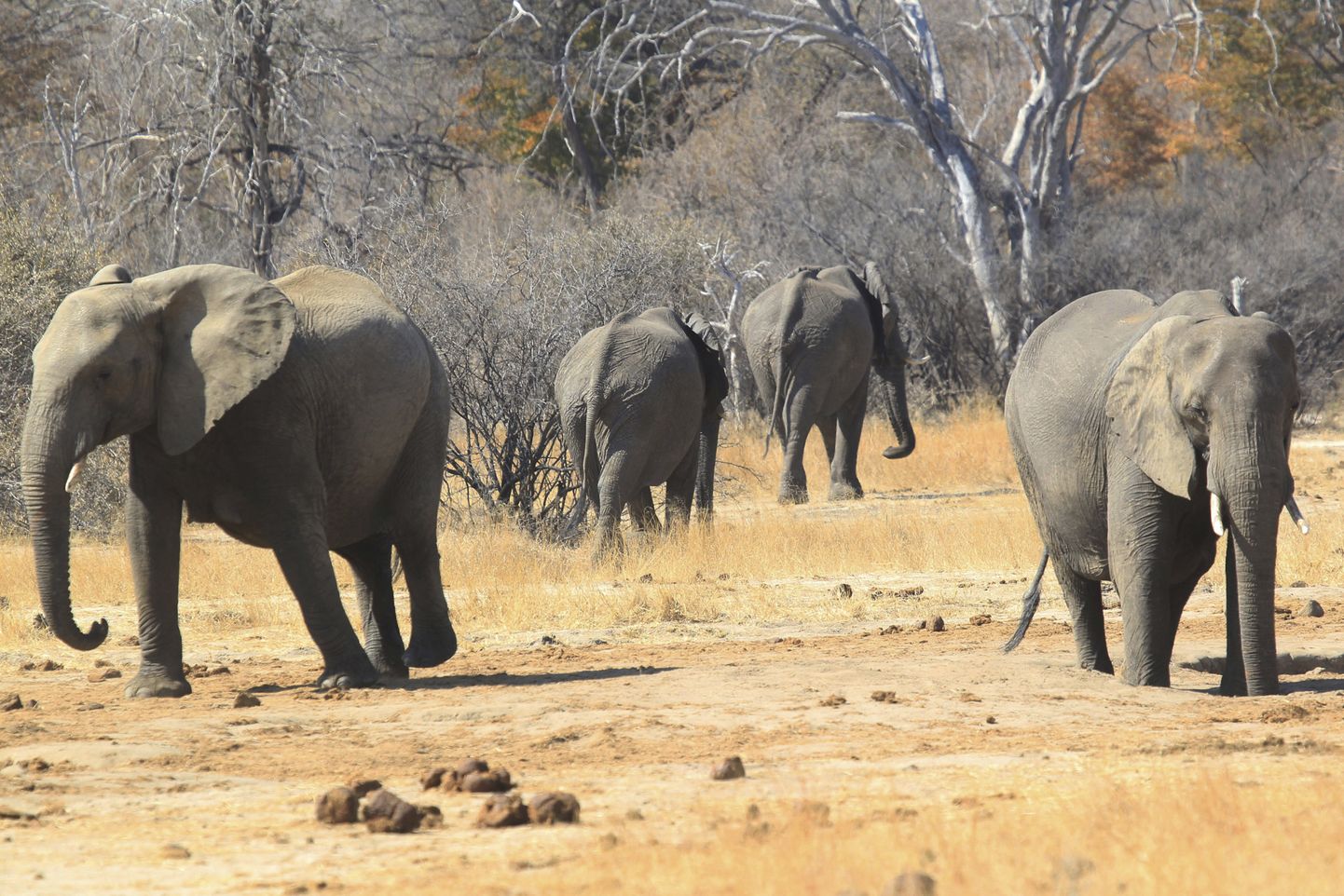 Elevandid Zimbabwe Hwange looduspargis.