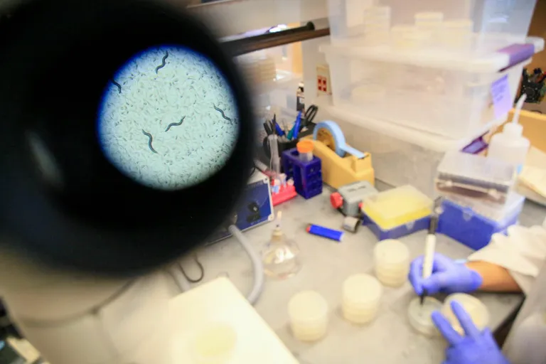 Nende mikroskoobiokulaaris näha olevate ümarusside turjal tänavuse aasta Nobeli preemiani ratsutatigi.