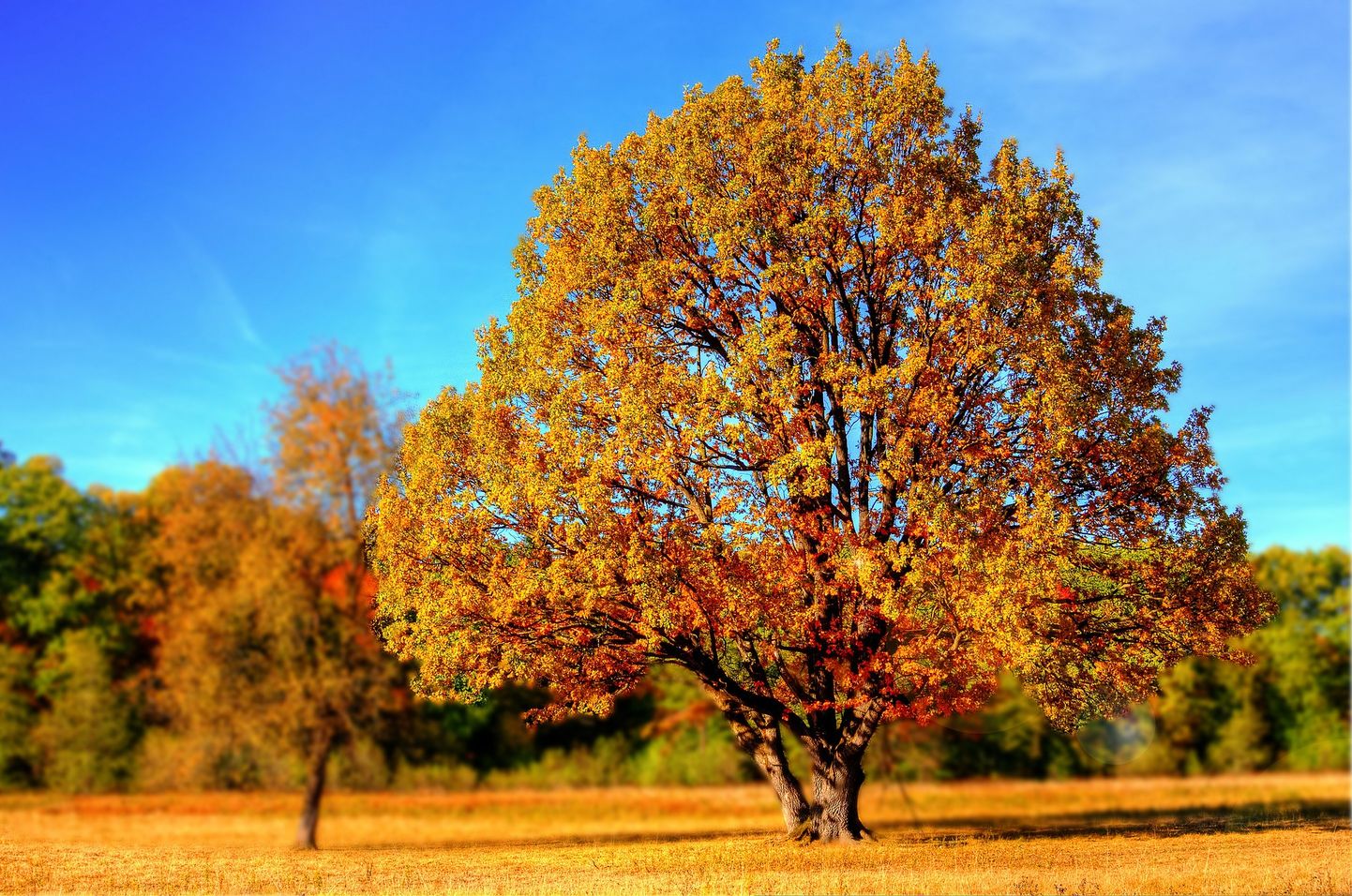 Осень. Иллюстративное фото