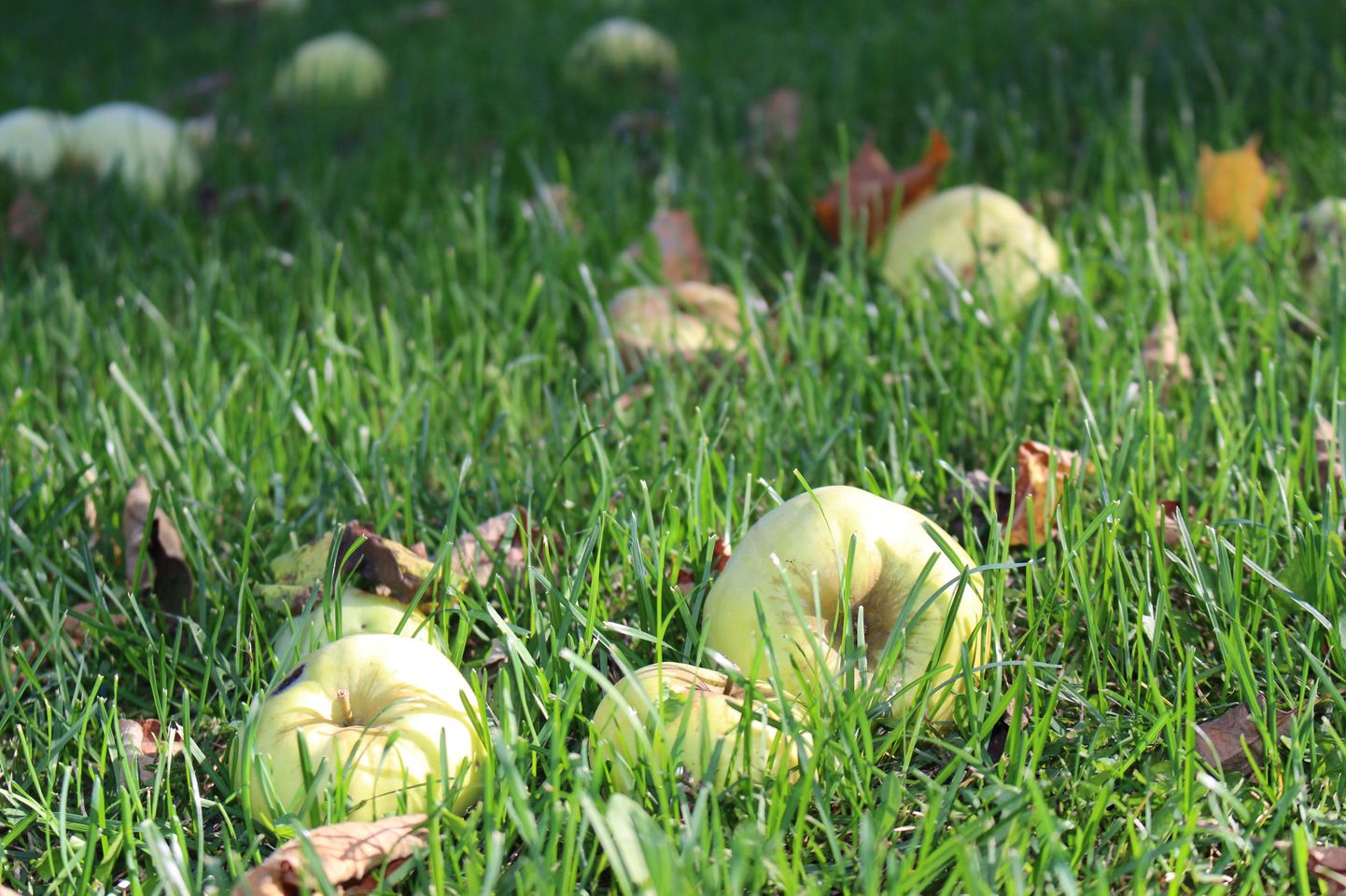 Puu alt võiks kokku korjata nii vedelevad õunad kui lehed ja kompostikasti viia. Purustatud õunad ja lehed komposteeruvad kiiremini ja neid saab kompostina varem kasutama hakata.
