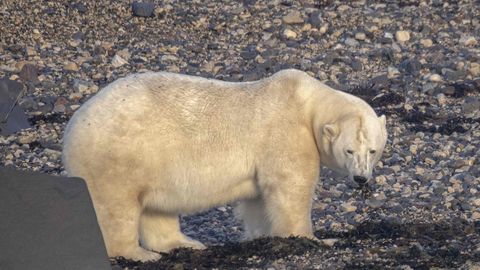 Jääkarud tapsid ühe Kanada arktilise radarijaama töötaja