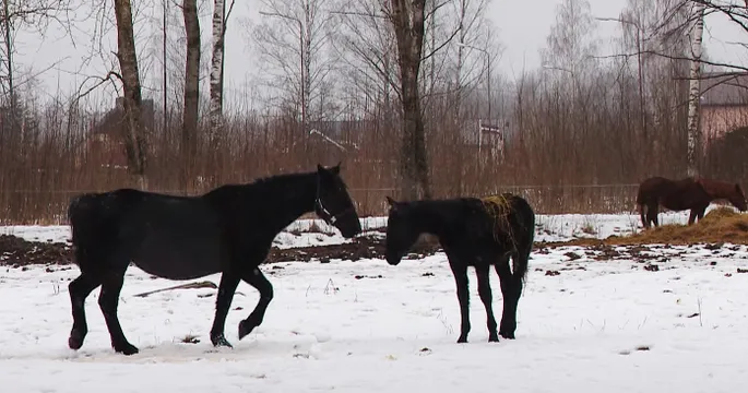 Трое мужчин и коляска vs Одна женщина — Video | VK