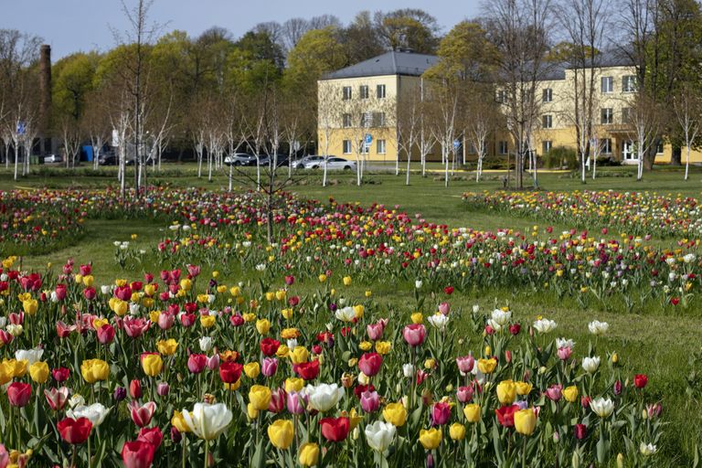 Rīgas psihiatrijas un narkoloģijas centra parkā zied tulpes