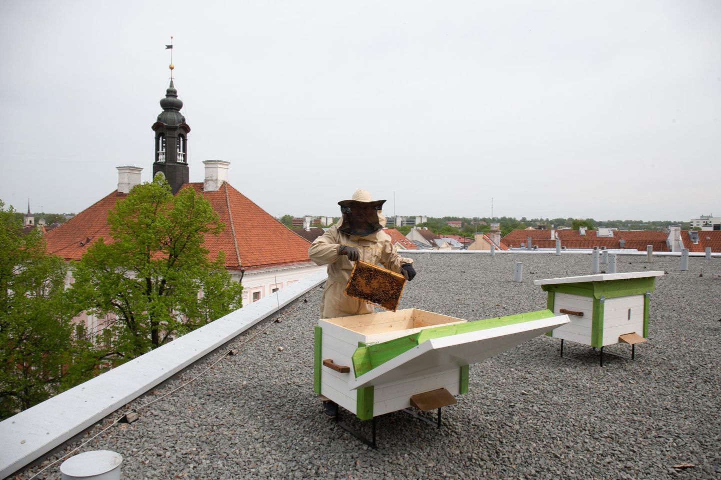 Lydia hotelli katusel on läinud nädalast kaks mesilastaru, millel hoiab silma peal mesinik Jaan Olmaru.  