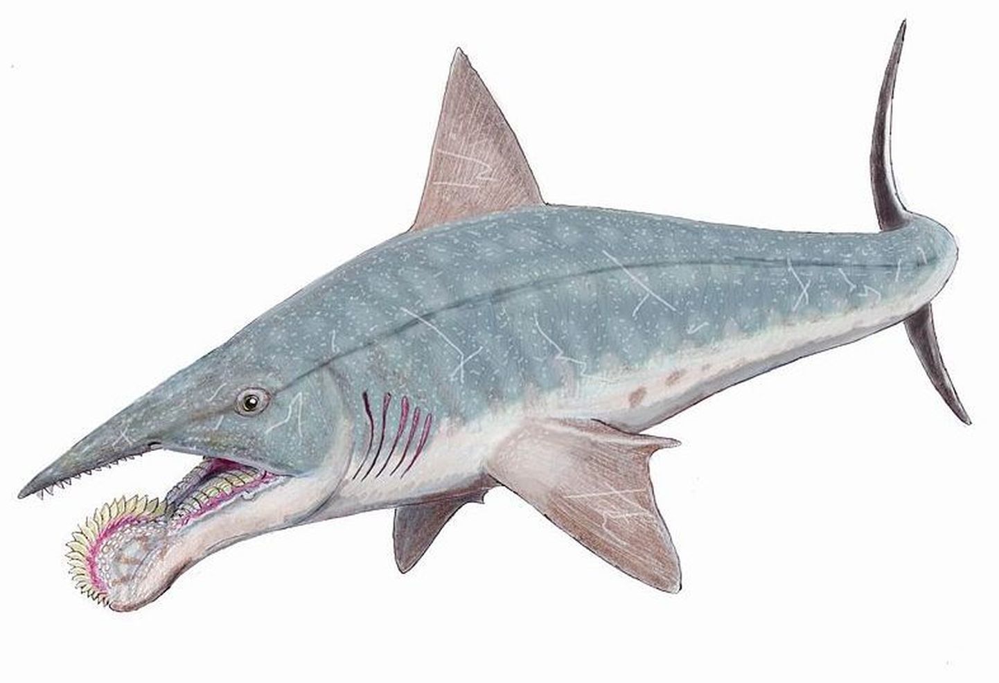 270 miljonit aastat tagasi elas «ketassaag» hammastega kala