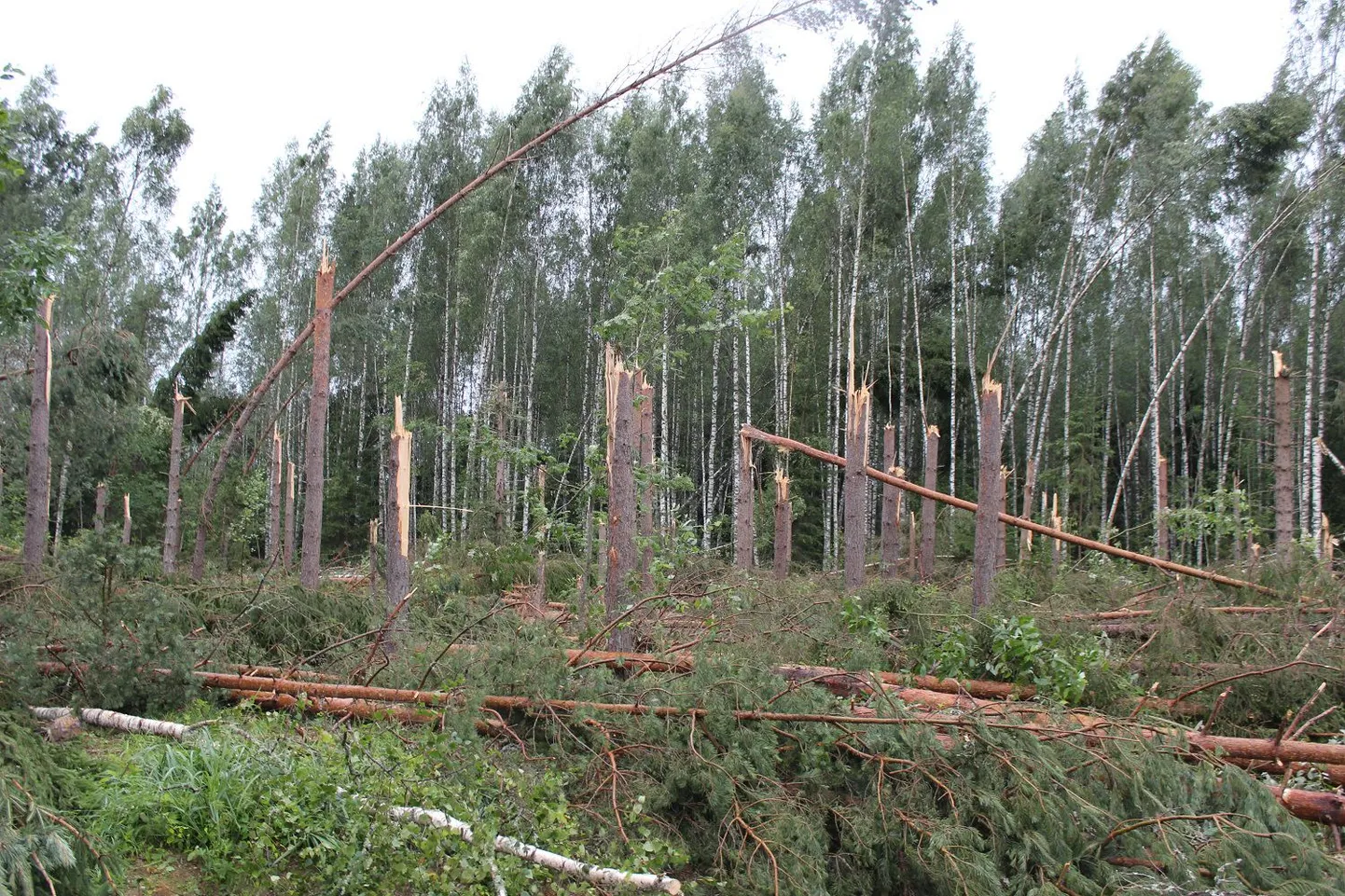 Tormikahjustused Lõuna-Eesti metsades.