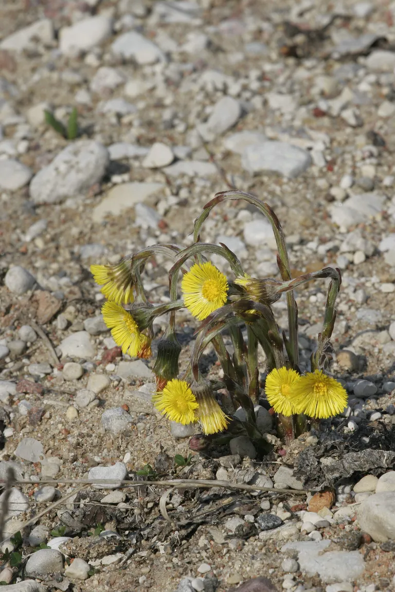 Paiseleht (Tussilago Farfara). Ämmakuleht, kõhnarohi, rüüs, vaeslapseleht.pk/ Foto PEETER KÜMMEL/ SAKALA / Scanpix