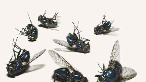 «Kärbsed pugesid isegi voodisse!» Kärbeste terrori all elanud majaomanik pääses lõpuks aastatepikkusest õudusest