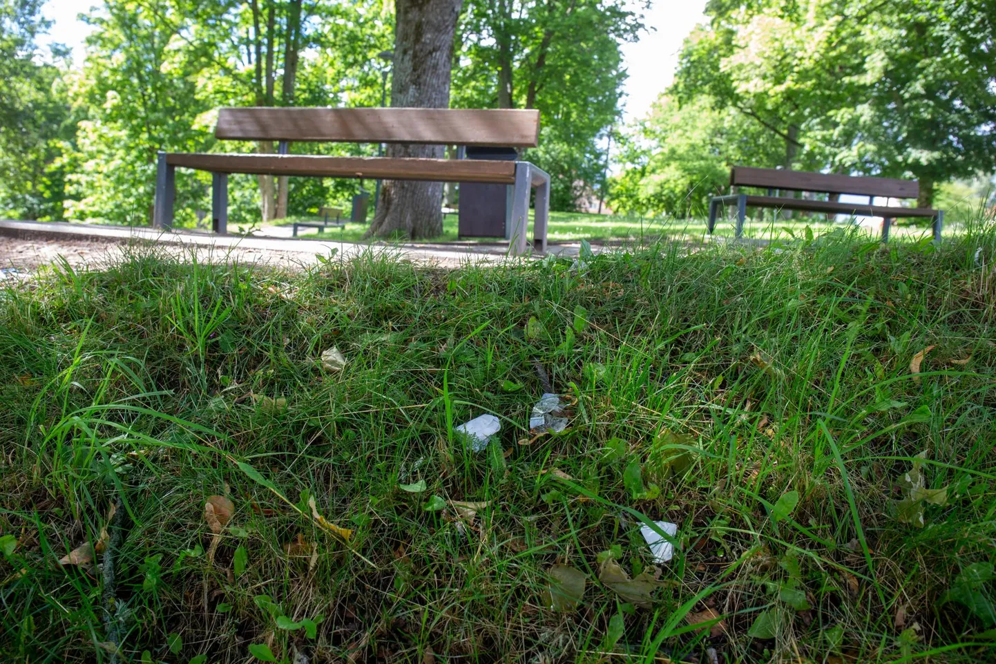 Esimesel Kirsimäel vedeleb alaliselt erinevat sorti sodi