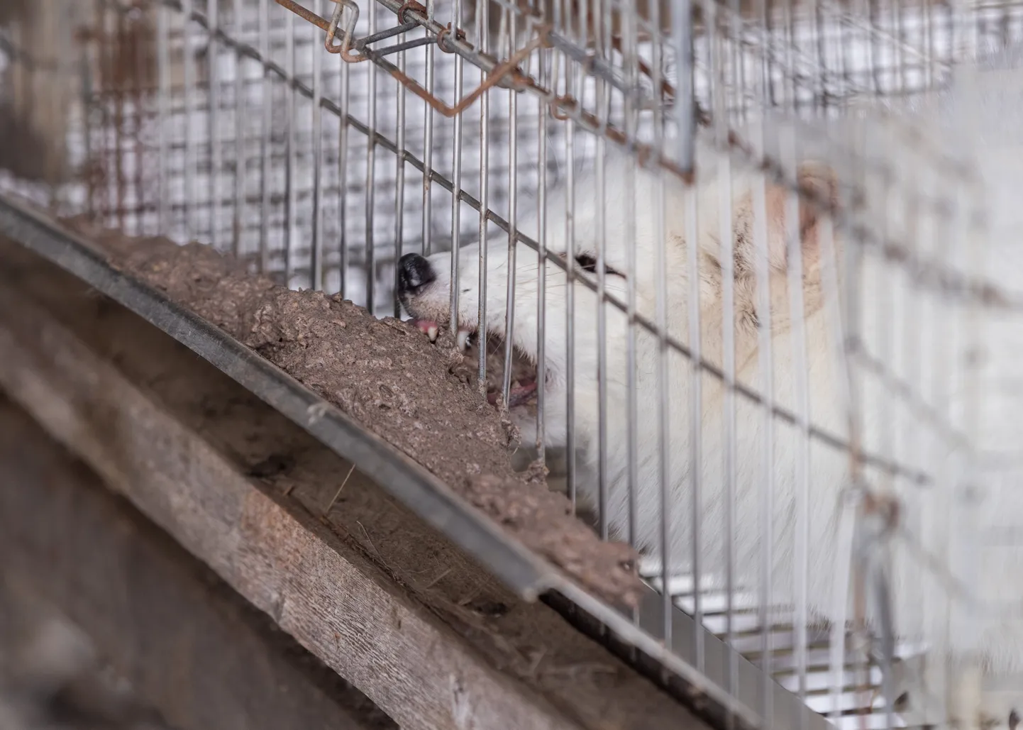 AS Balti Karusnahk hõberebaste ja naaritsate farm Karjakülas