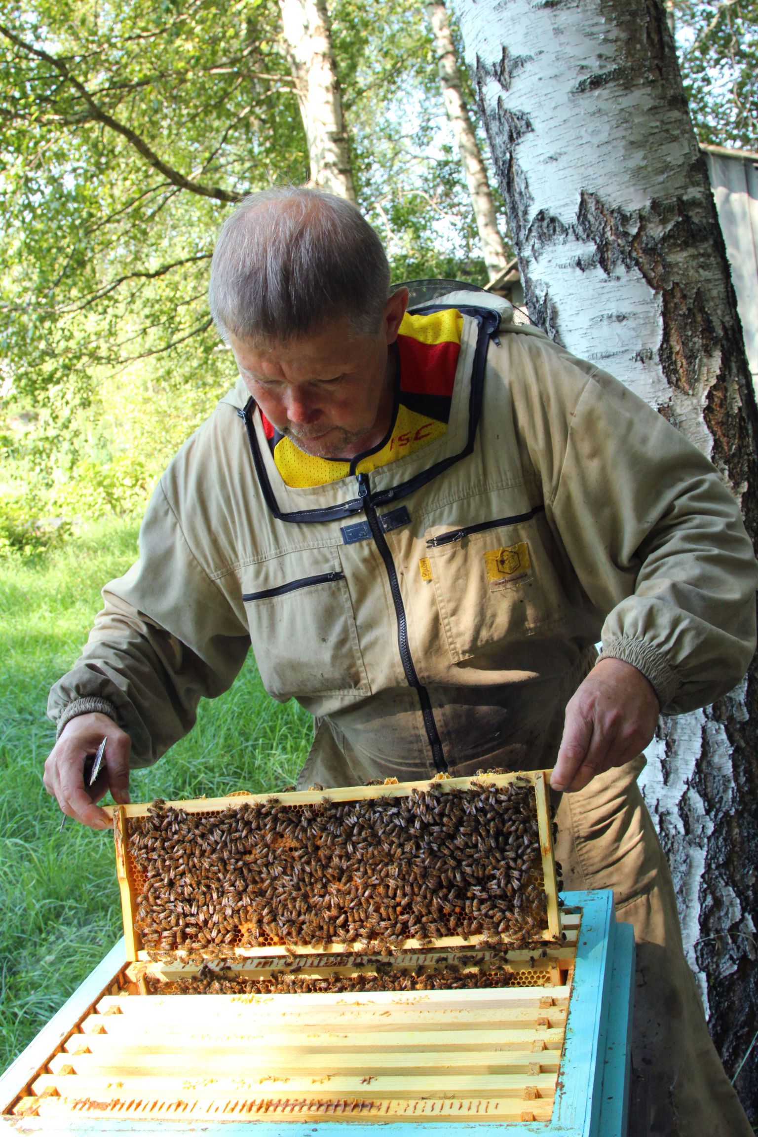 Otepääl ja Põlvamaal mesilasi pidav Ants Orasson loodab pere kohta sel aastal saada 50 kilo mett. Tema hinnangul jääb Lõuna-Eesti meesaak põhjapoolsetele aladele tänavu siiski alla.