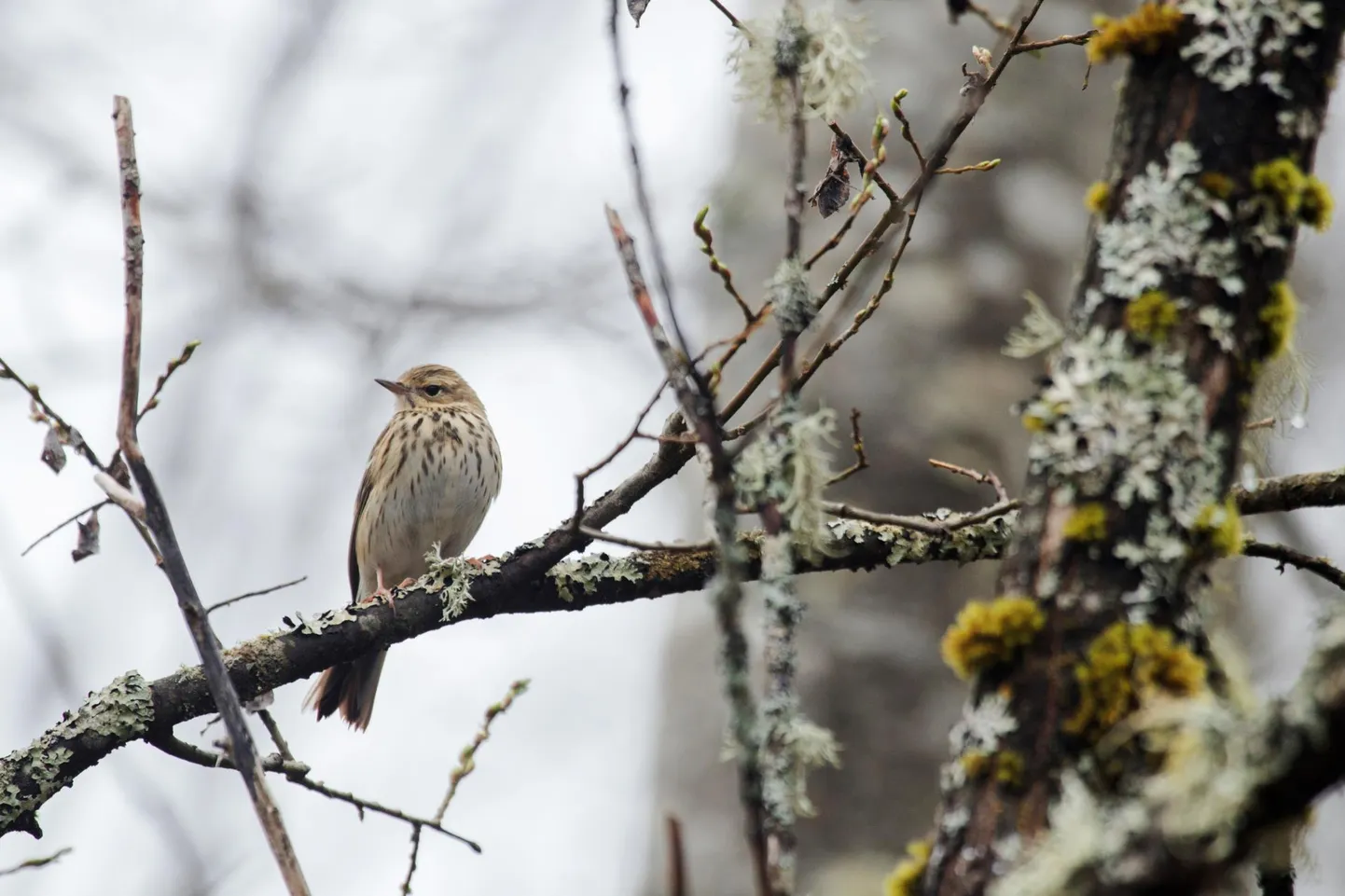 Algajale loodus- ja linnuhuvilisele jaoks liigitub metskiur pruunide lindude lahtrisse, kus on nii põldvarblane, sookiur kui põldlõokegi.