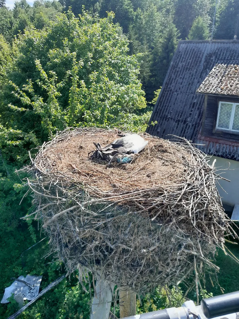 Hädas toonekurg Haljalas