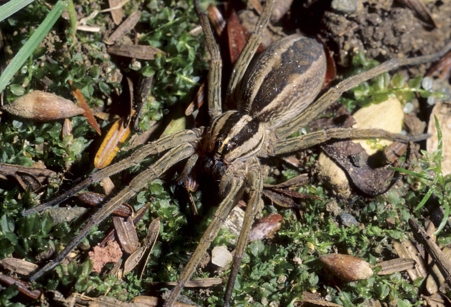 Gladicosa gulosa ämblik