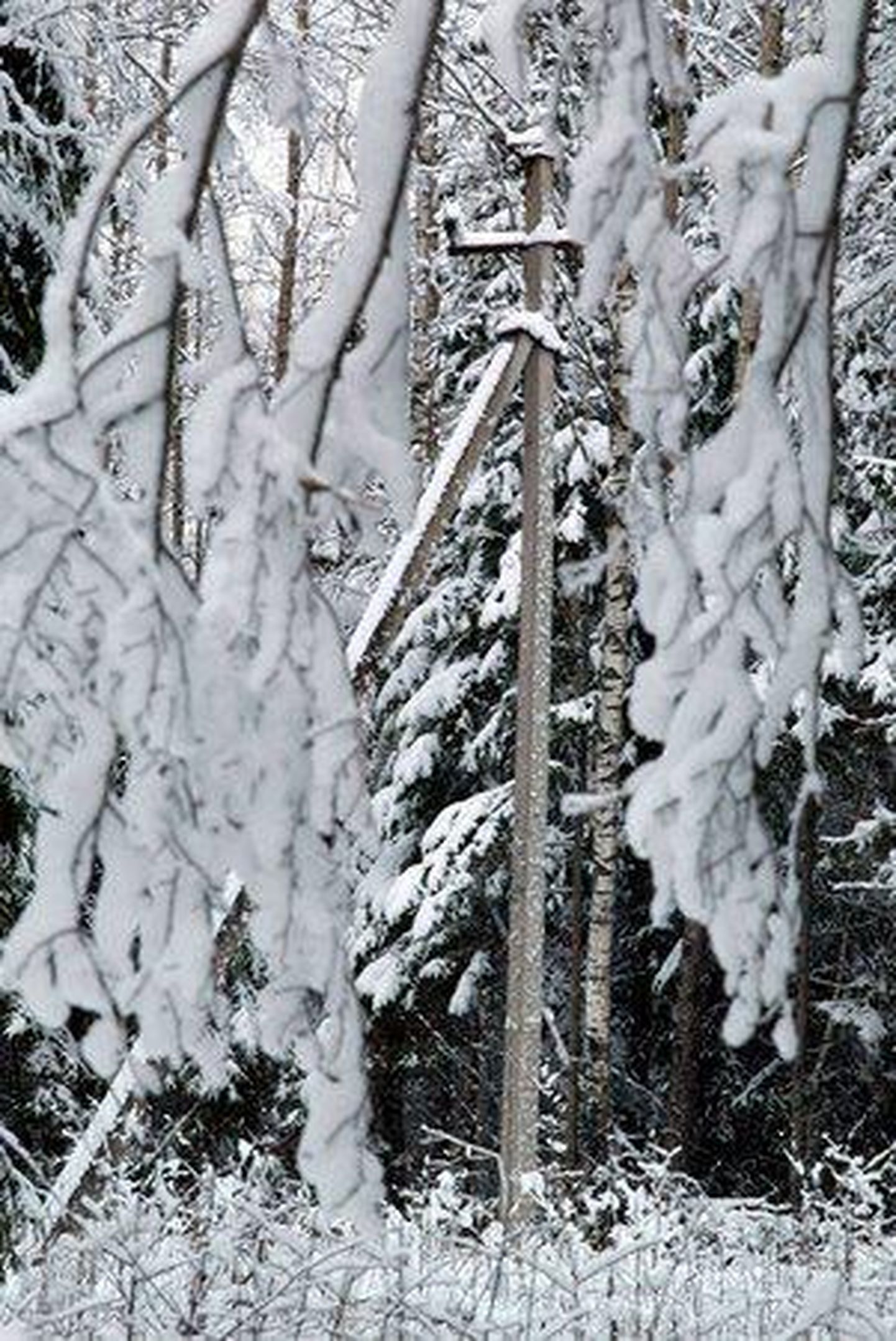 Elektriliinid on purunenud neile kukkunud raske lume ning puude tõttu.