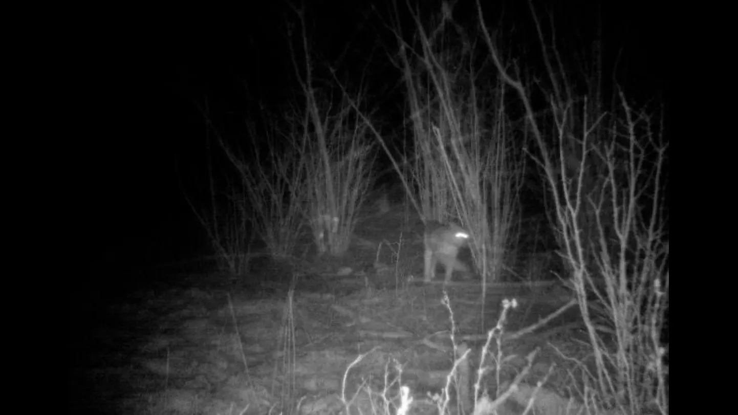 ILVES SÕRVES: Rajakaamerast paistab küll looma udune kujutis, kuid ükski teine elukas peale ilvese see olla ei saa.