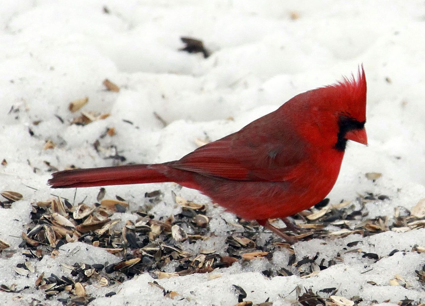Punased kardinalid sõltuvad teiste lindude laulust, sest see annab infot vaenlaste kohta.