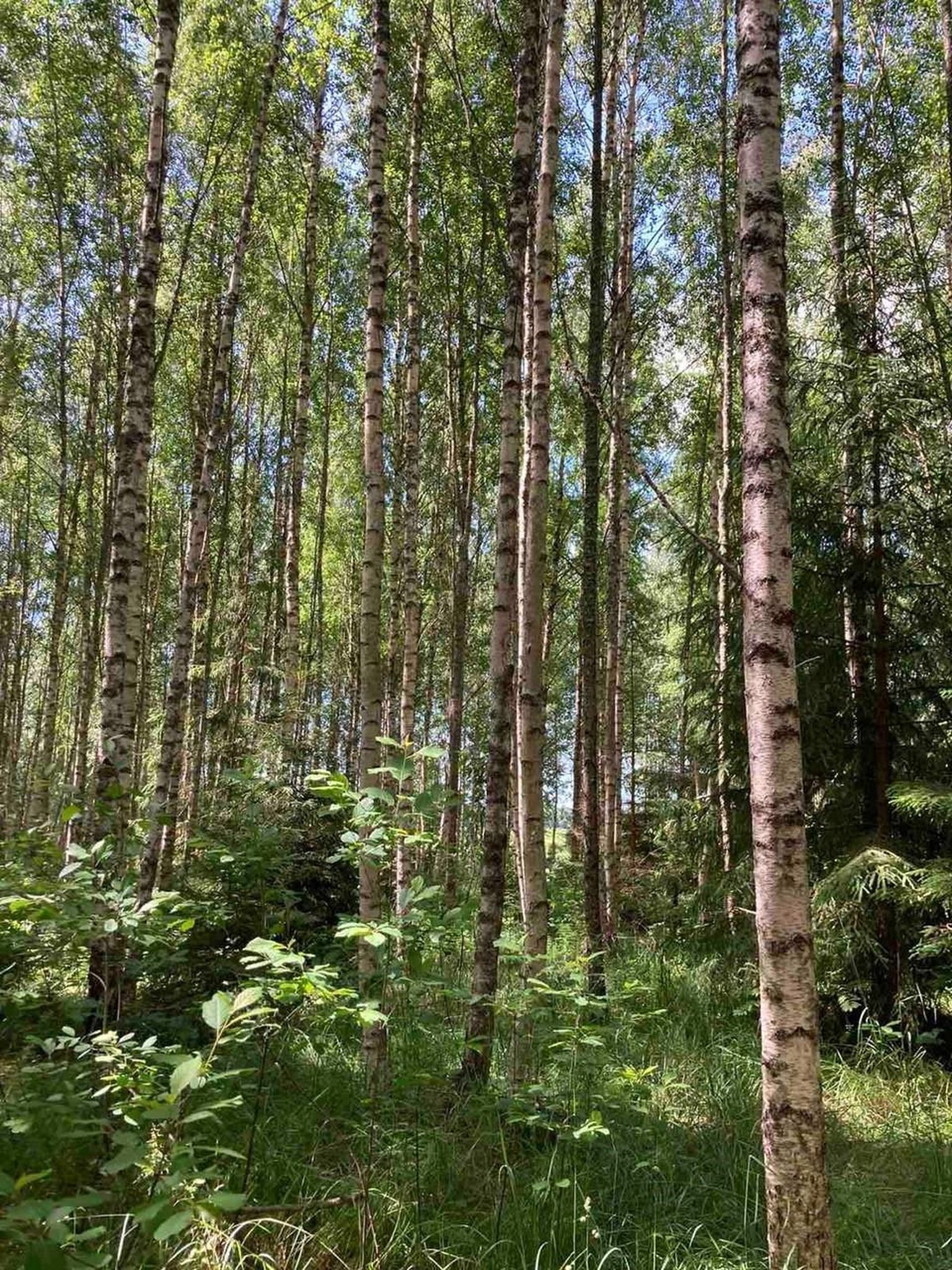 Pille Raigi elamist piirab kolmest küljest mets.