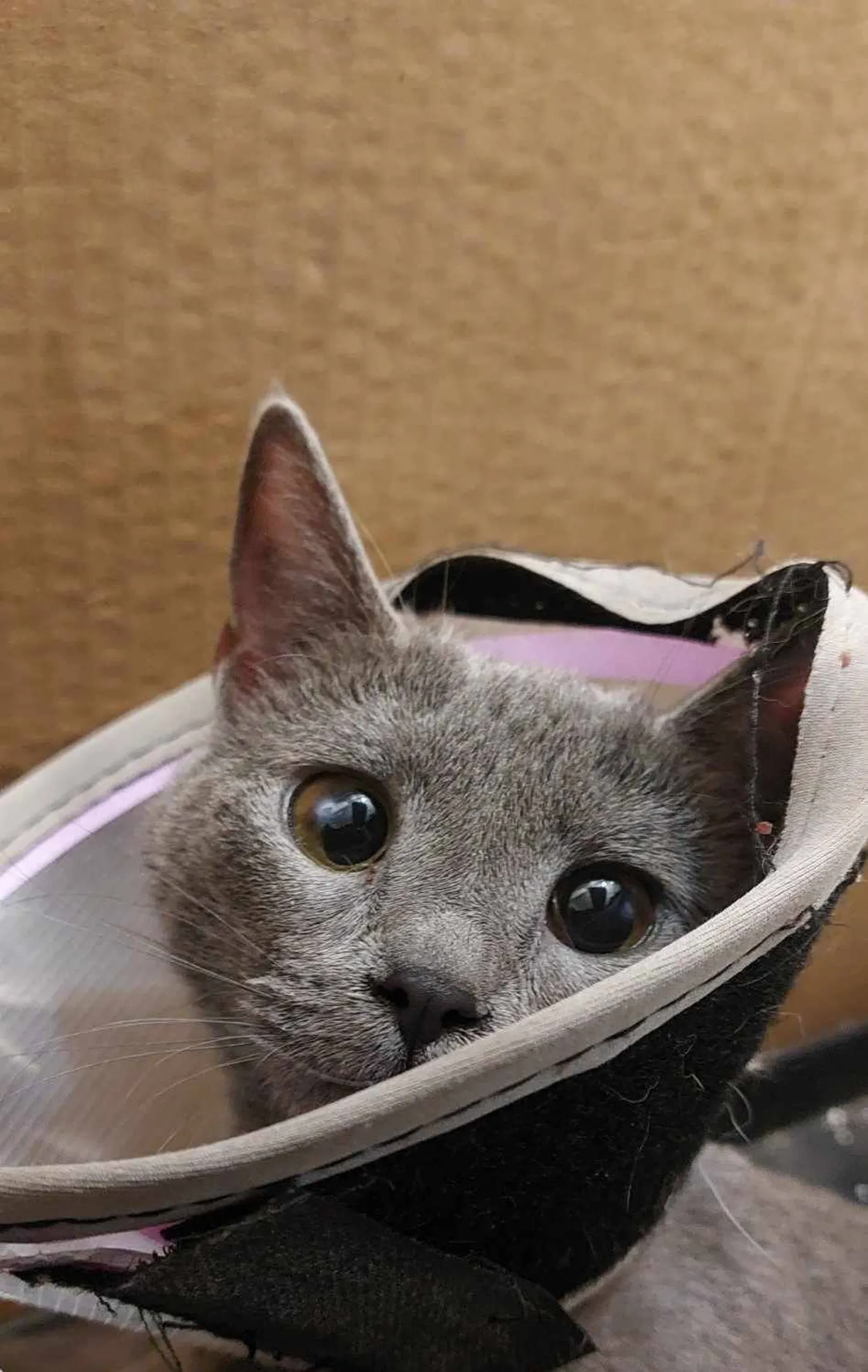 Mitten