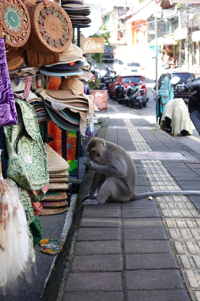 Ubudi üks tuntumaid vaatamisväärsusi, Monkey Forest, meelitas varem päevas kohale tuhandeid turiste, kes said kohapeal ahvide toitmiseks banaane osta. 