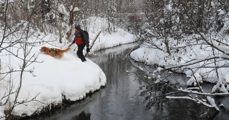 Päästja Brian McGorry otsimas 2011. aasta novembris koos koer Fundyga Marko Chesetot