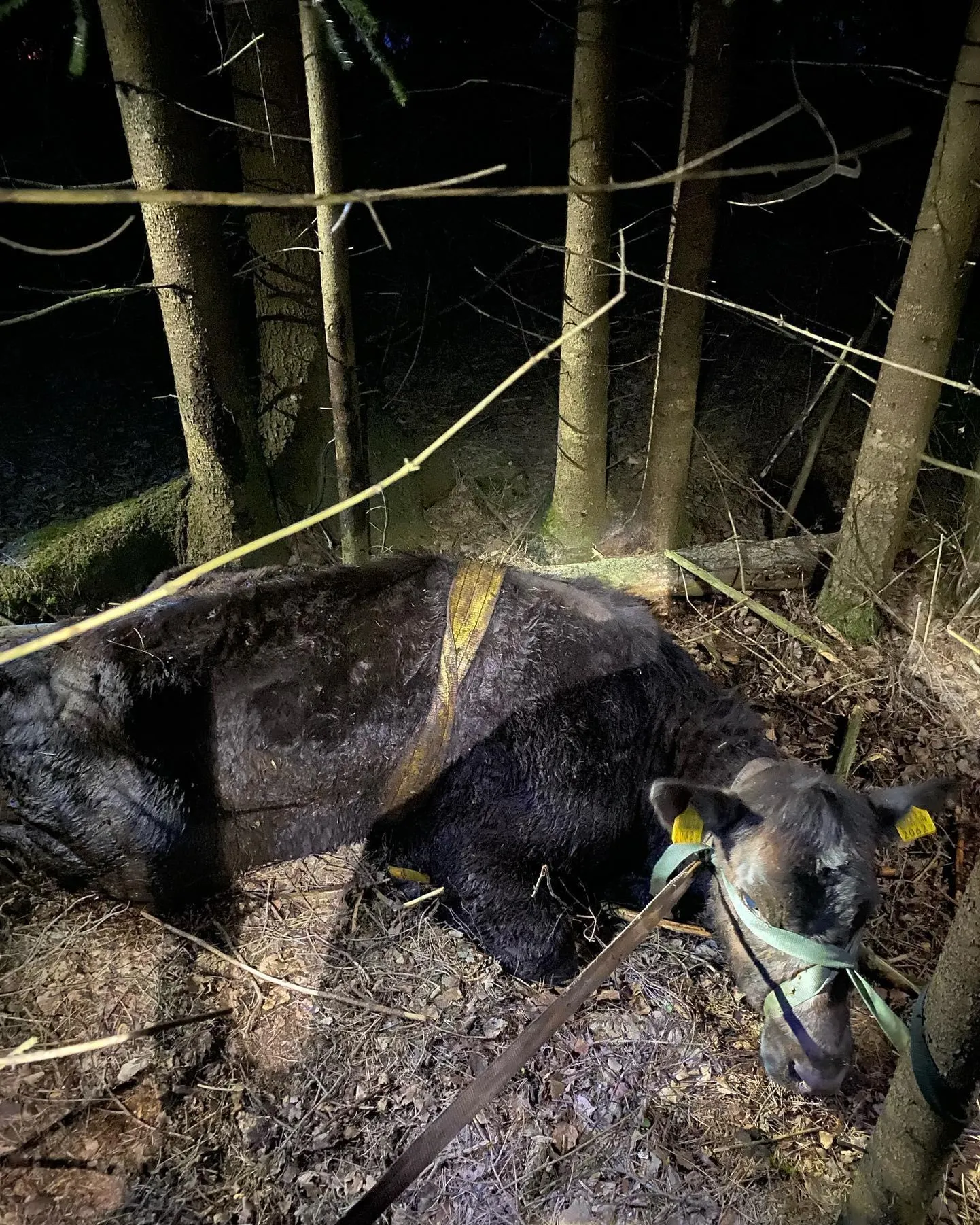 Päästjad aitasid kõhuni mutta vajunud lehma laukast välja.