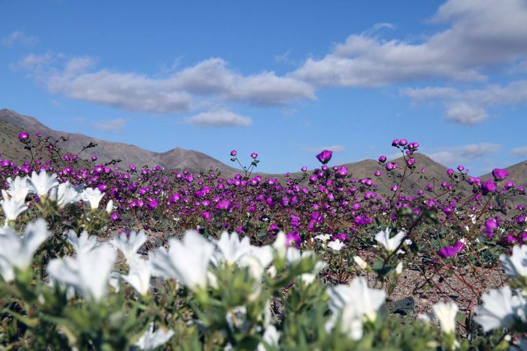 Õitemeri Atacama kõrbes