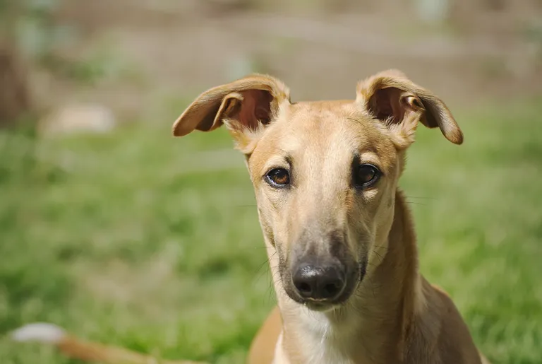 Inglise hurt (Greyhound).
