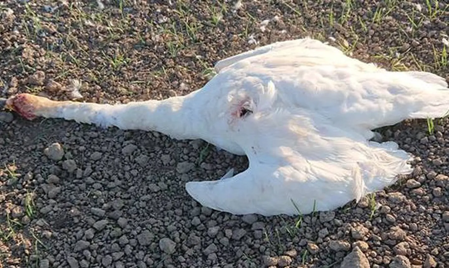 Foto ar nošauto gulbi Rubas ciemā, Saldus novadā