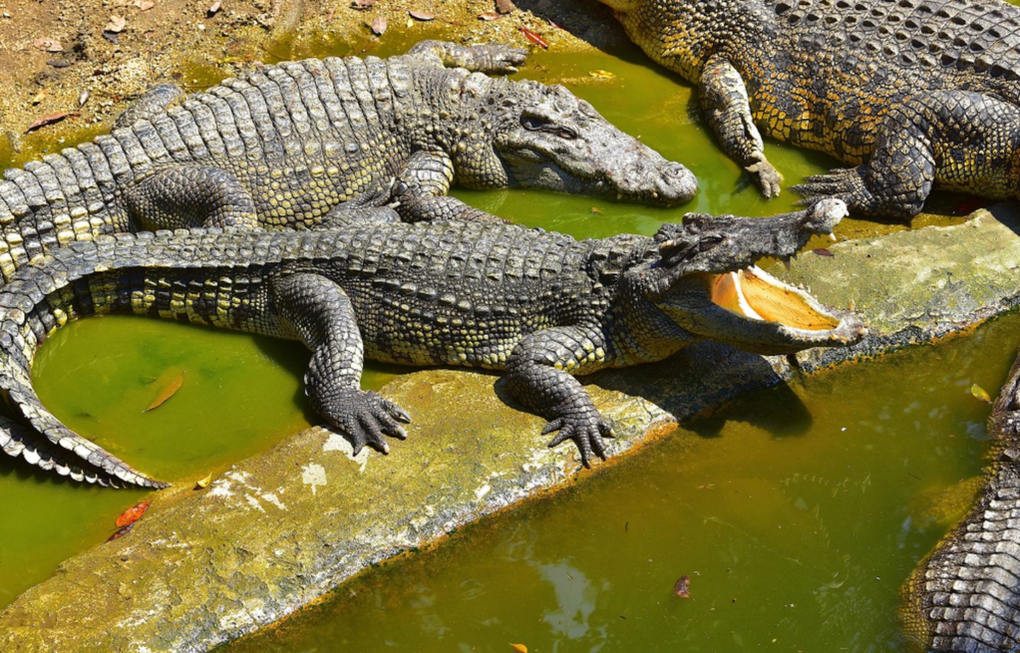 Krokodillikasvandus