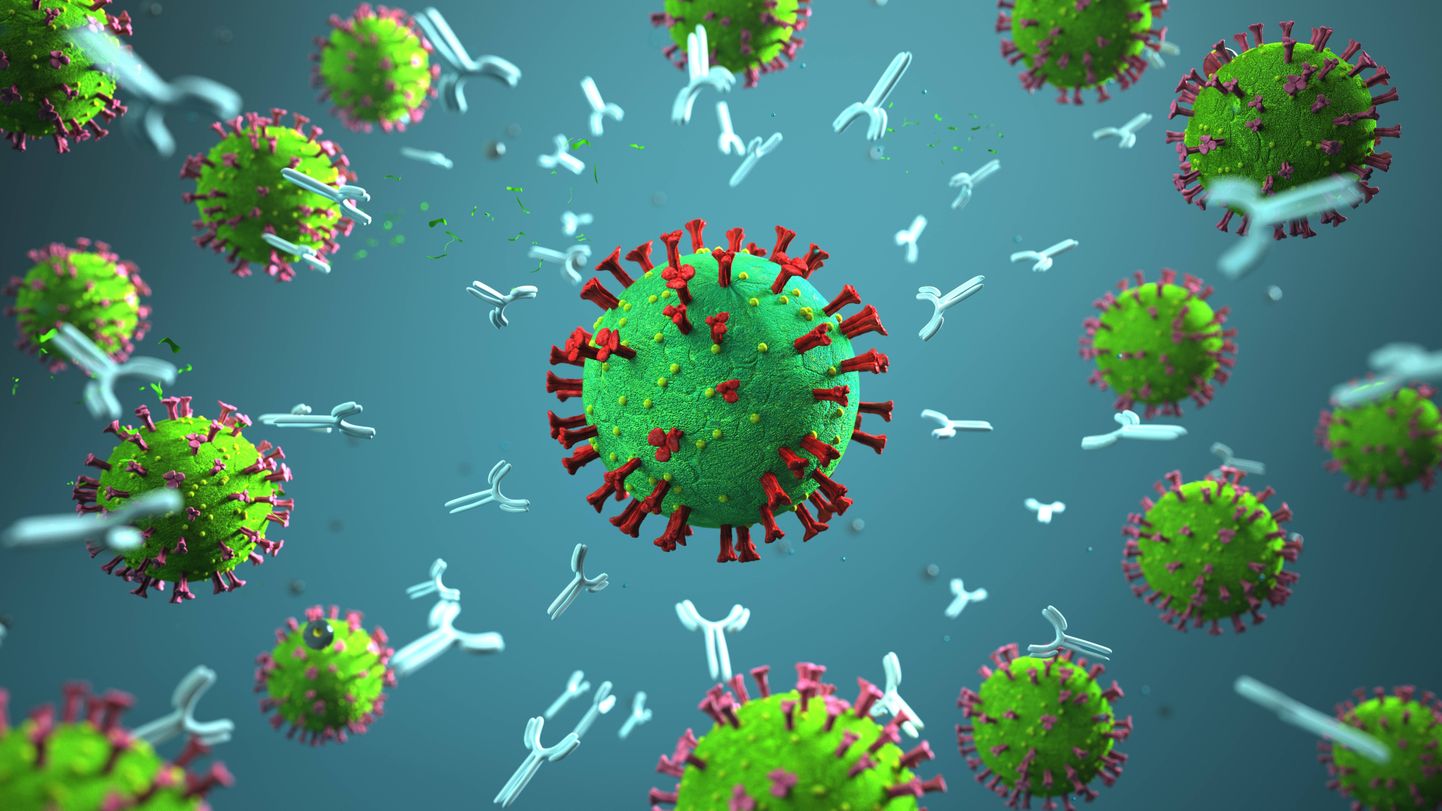 Борьба антител с коронавирусом.