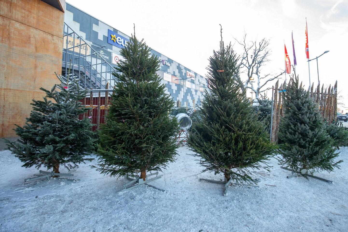 Põhjakeskuse ees sai jõulupuu soetada juba esimesel advendil.