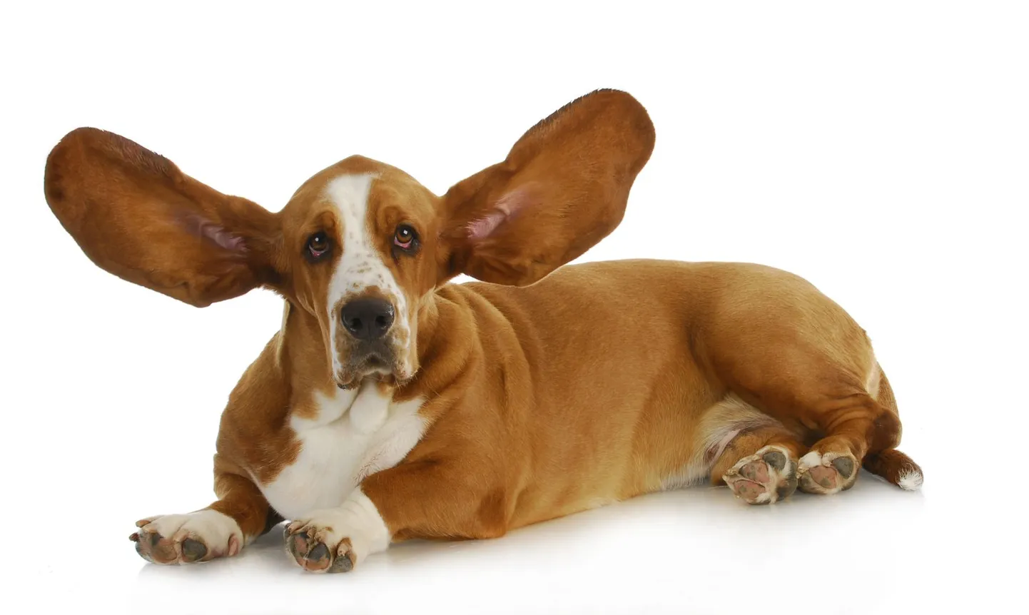 Basset hound.