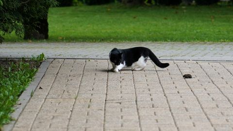 Trešdien vietām iespējams pērkona negaiss