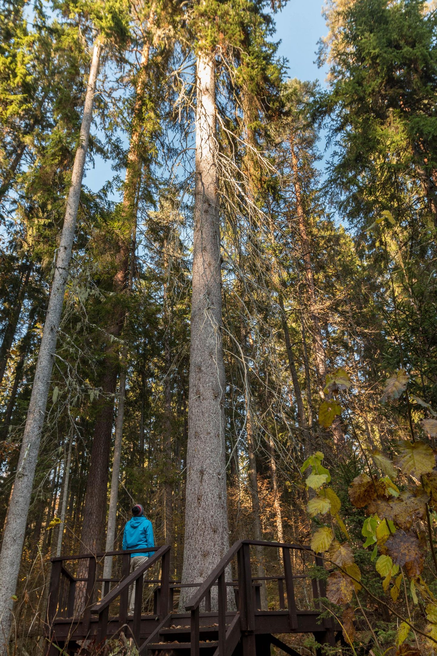 Eesti kõrgeim kuusk on 48,58 meetrit pikk.