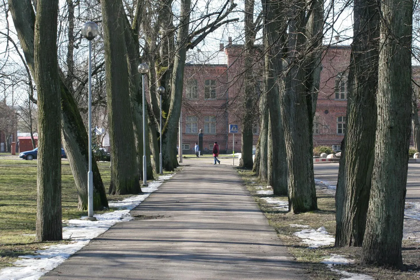 Vanapargi tänava pärnaallee.