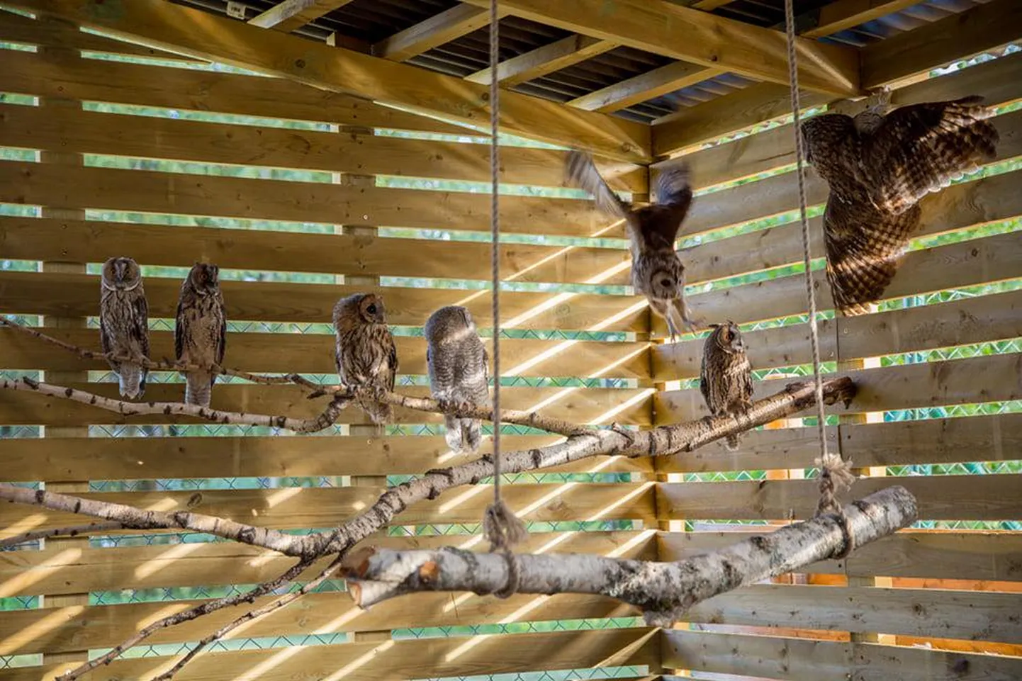 Suuremat kakumaja jagasid omavahel kõrvukrätsud ja kodukakud.