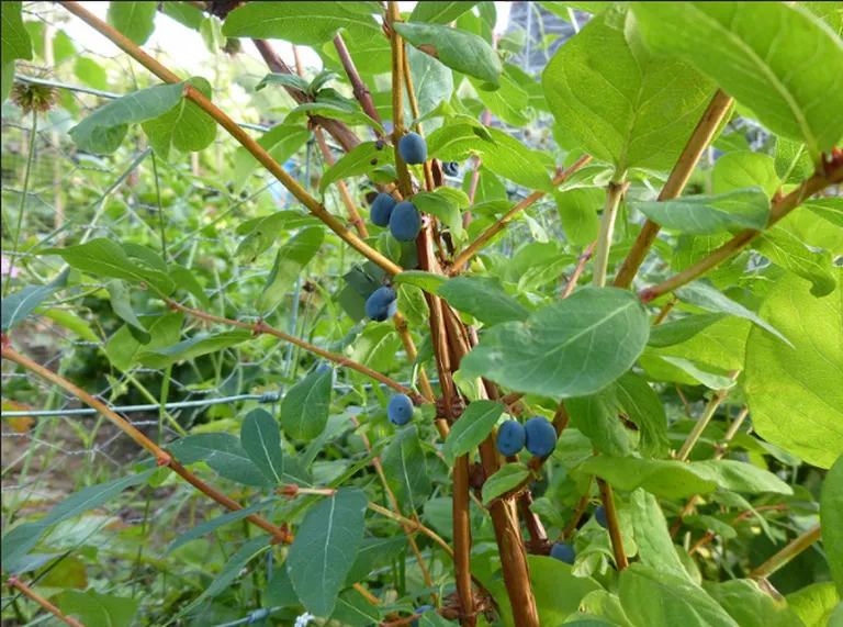 Söödav kuslapuu