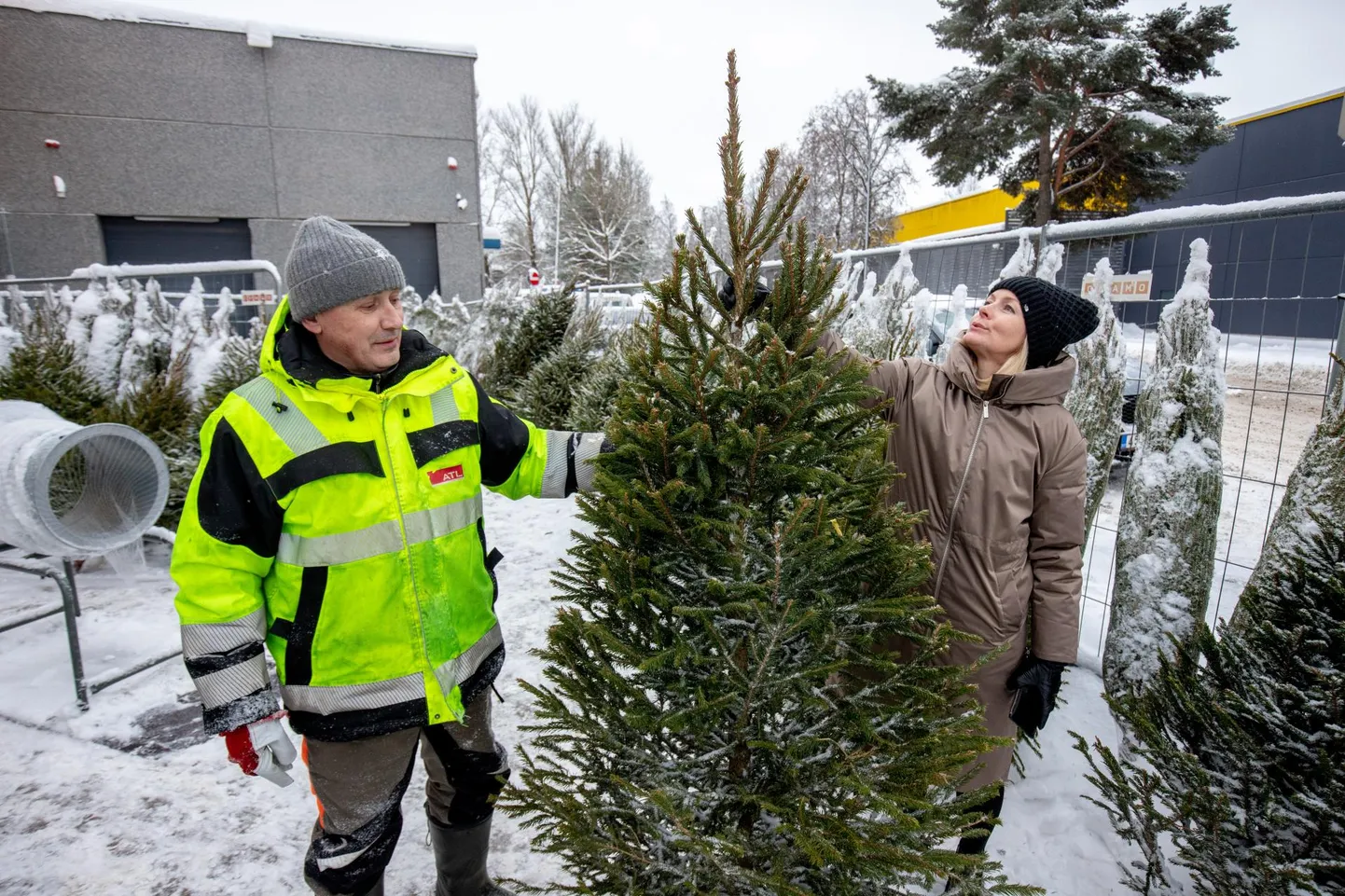 Ille Rohtlaan soetas müügiplatsilt kuuse, mille plaanib pühadeks kaunistada ehete ja küünaldega.