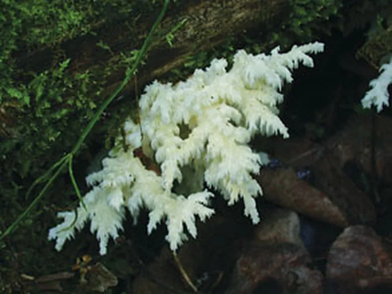 Latvijā dižadatene ir reta un aizsargājama sēne, bet Kanādā tās radiniece Hericium coralloides ir viena no iecienītākajām ēdamajām sēnēm 
