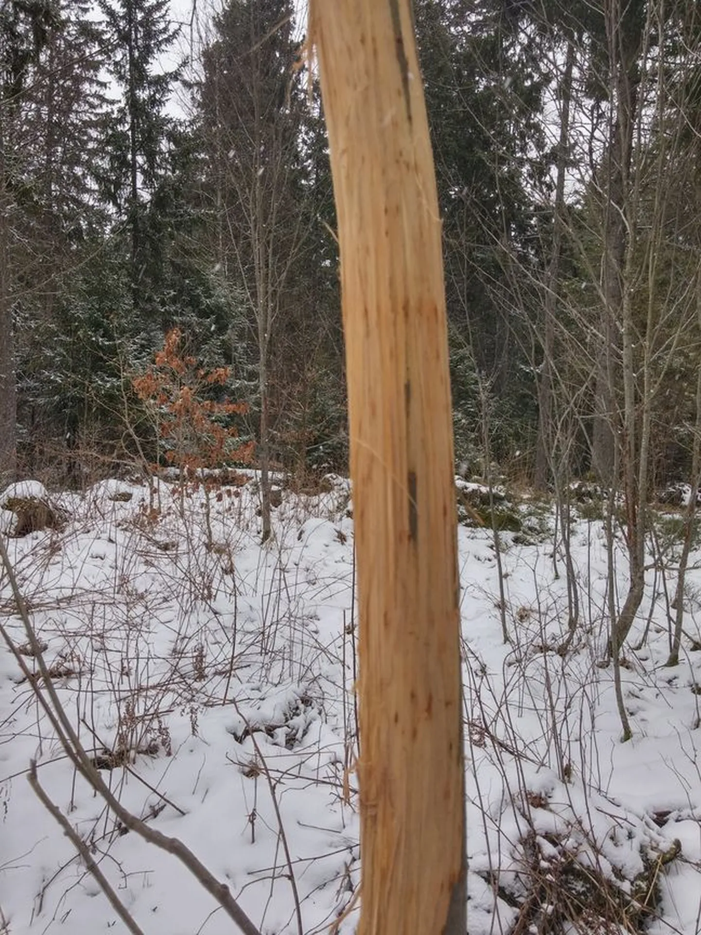 Viimsi elanikud kahtlustasid, et kraapimisjäljed tekitas puudele karu.