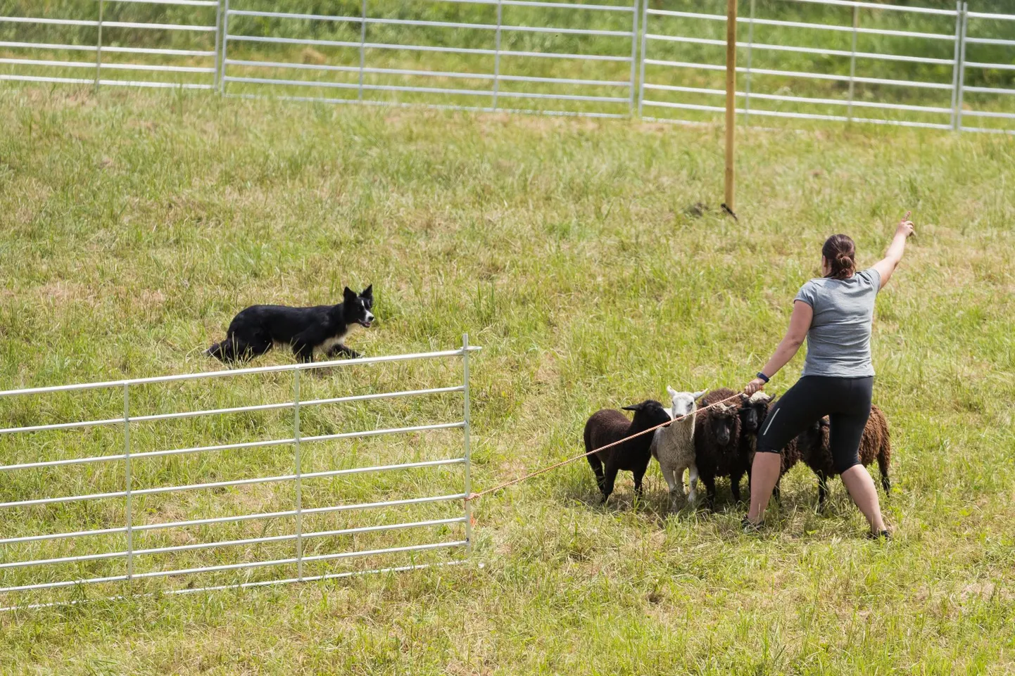 Võistleja Stefi Praakli ajab Ettie-nimelise koeraga lambaid aedikusse.