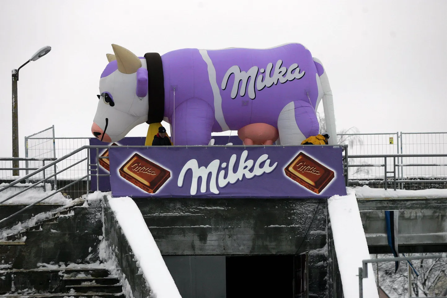Milka šokolaadilehm