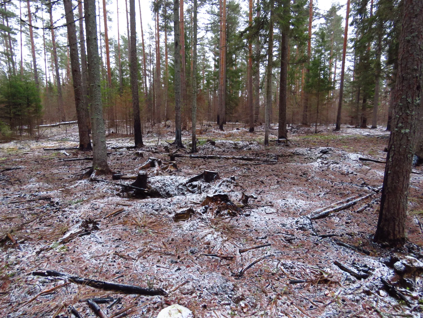 Kevadise metsapõlengu laastamistööd on raske sõnadesse panna. Isegi pool aastat hiljem ei ole metsa all näha ühtegi rohelist taime ning kõik puud peale vastupidavate mändide on hukkunud.