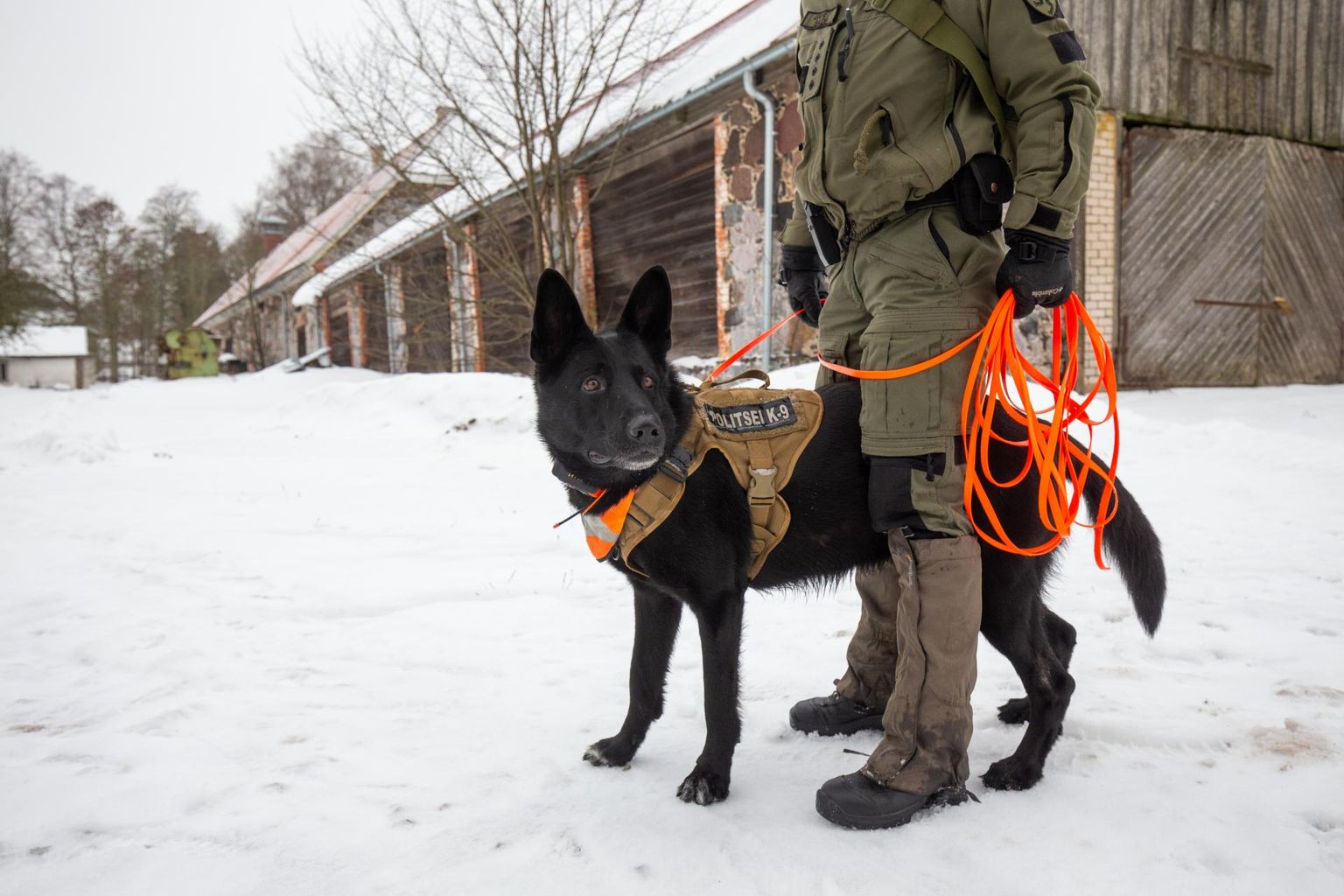 Служебный пес Мак обошел большую часть деревни Лахмусе, но его чуткий нос, который способен учуять запах даже сквозь толщу снега, на этот раз ничего не нашел.