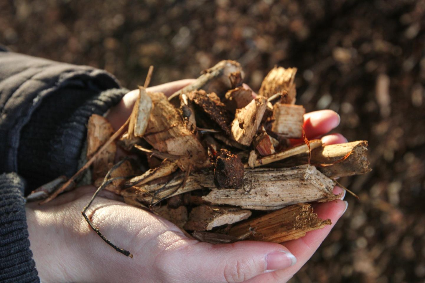Неполные семь процентов древесной щепы производится при ведении хозяственной дейтельности центром управления государственными лесами Эстонии (RMK) .