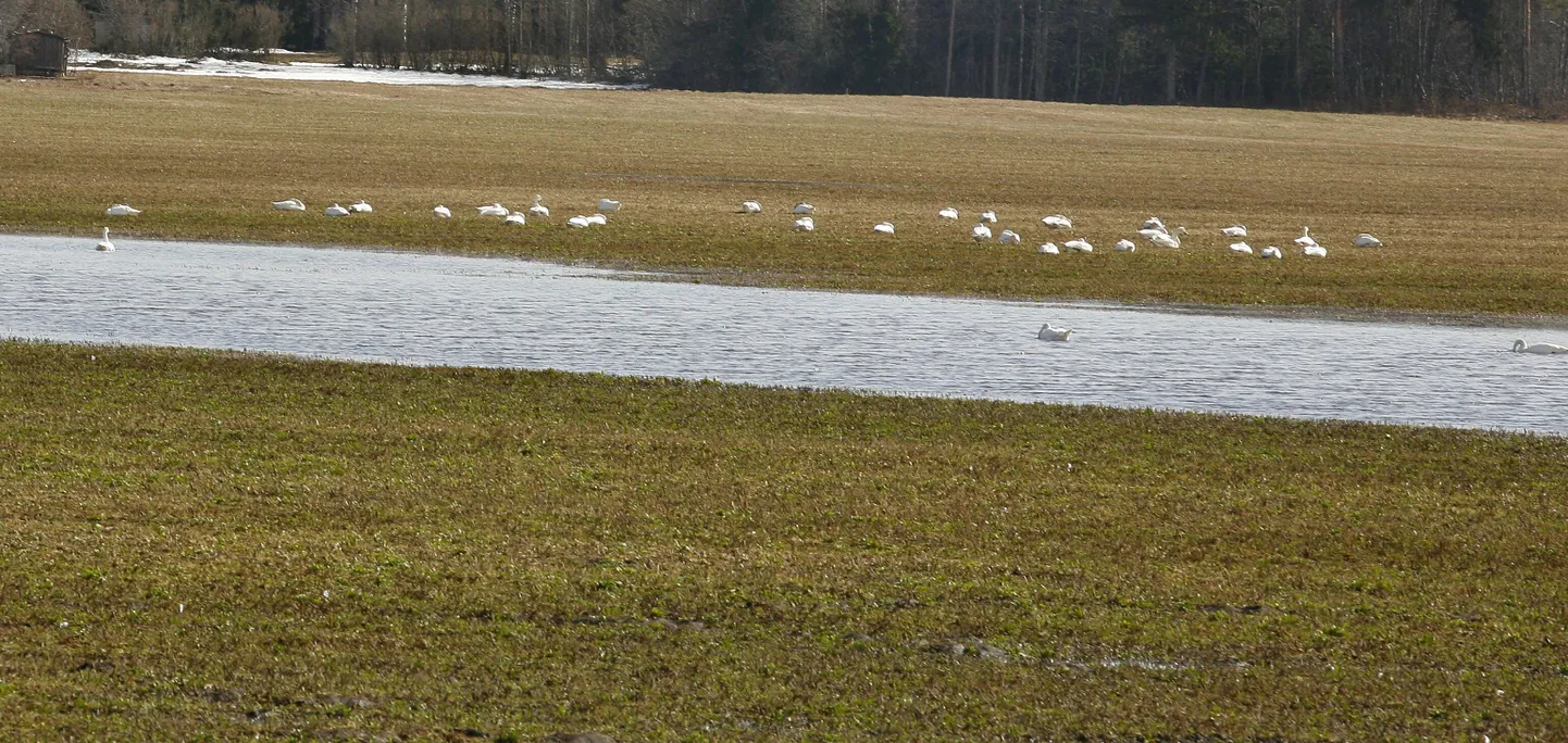 Rändlinnud Vändra lähedal põllul.