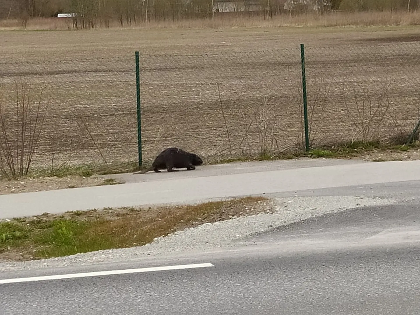 Kobras sõiduteel